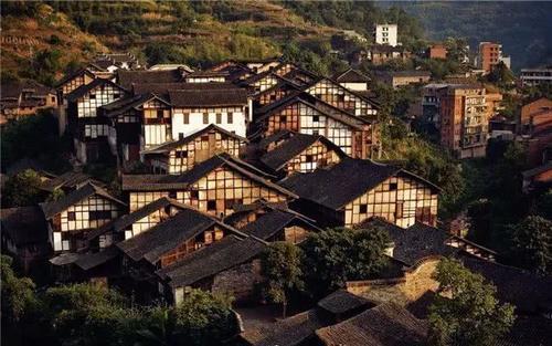 解救金刚鹦鹉